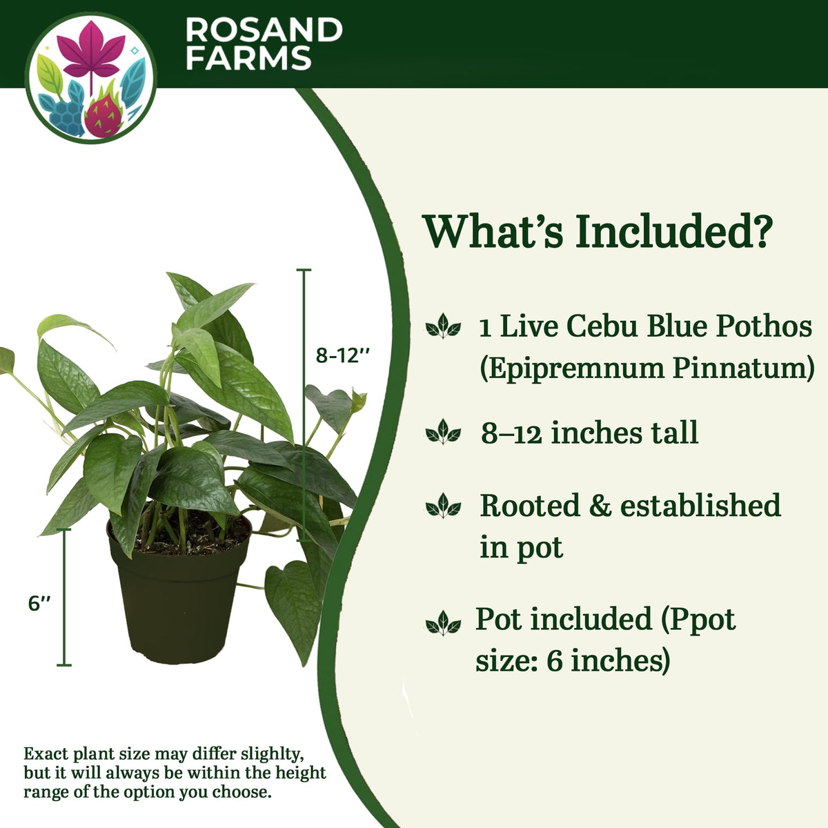Rosand Farms Cebu Blue Pothos, Potted Live Plants Indoor, 6-inch Pot