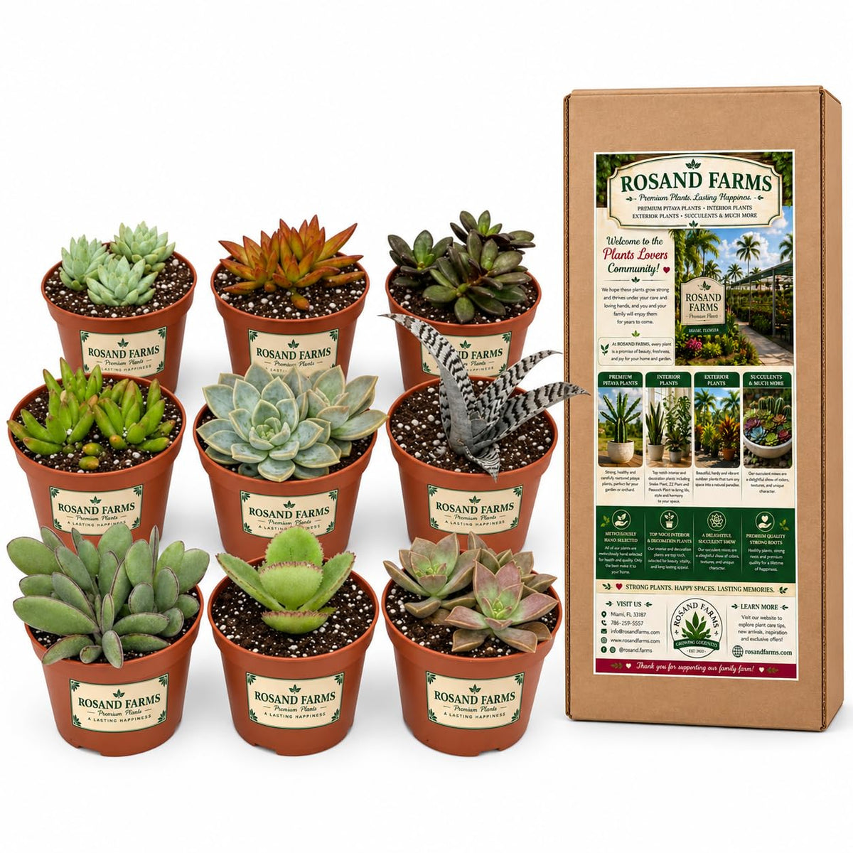 Rosand Farms - Live Succulents - Mixed Collection - Indoor Plants - 9 Count