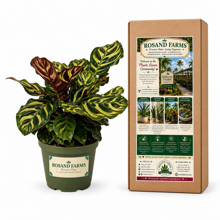 Rosand Farms Peacock Plant Live, Calathea Makoyana, Live Plants, 6-inch Pot
