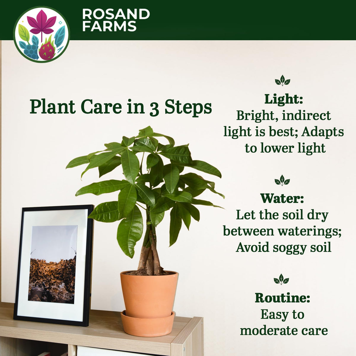 Rosand Farms Money Tree, Pachira Aquatica, Live Plants Potted, 4-inch Pot