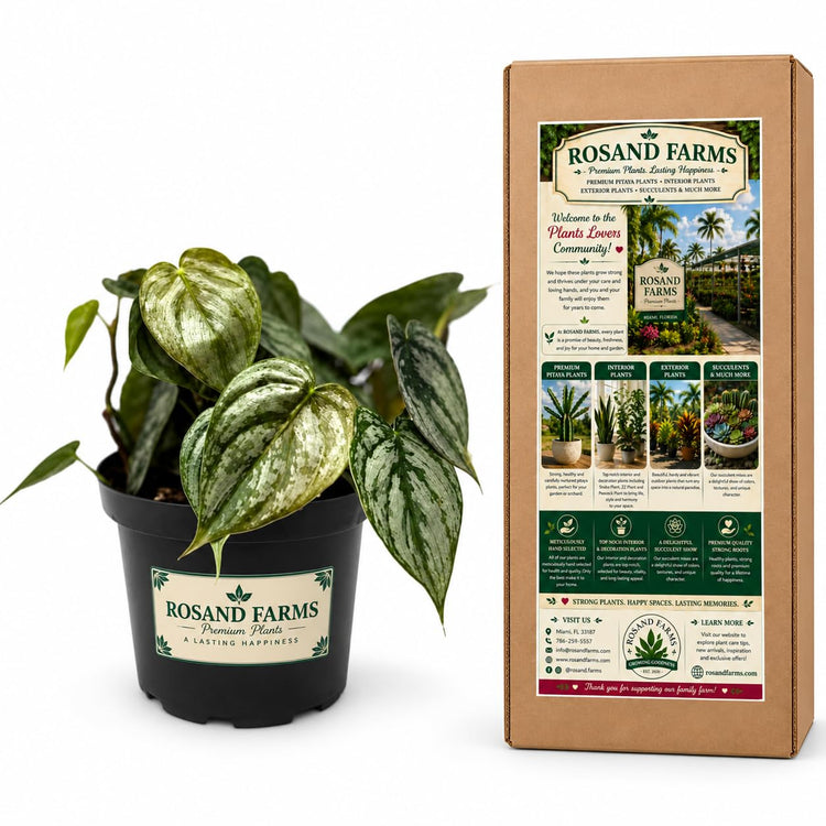 Rosand Farms Philodendron Brandi, Potted Indoor Live Plant, 6-inch Pot