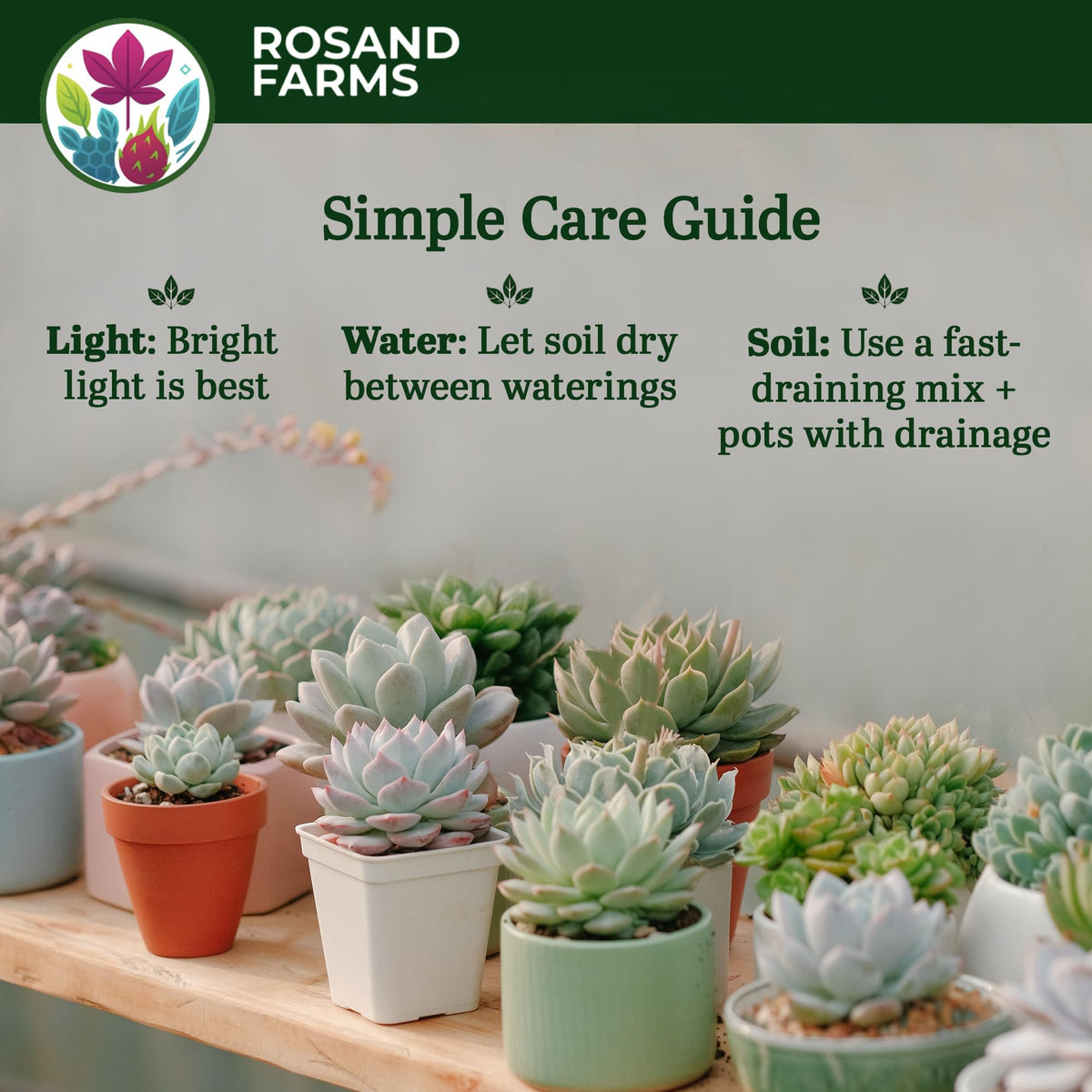 Rosand Farms - Live Succulents - Mixed Collection - Indoor Plants - 4 Count