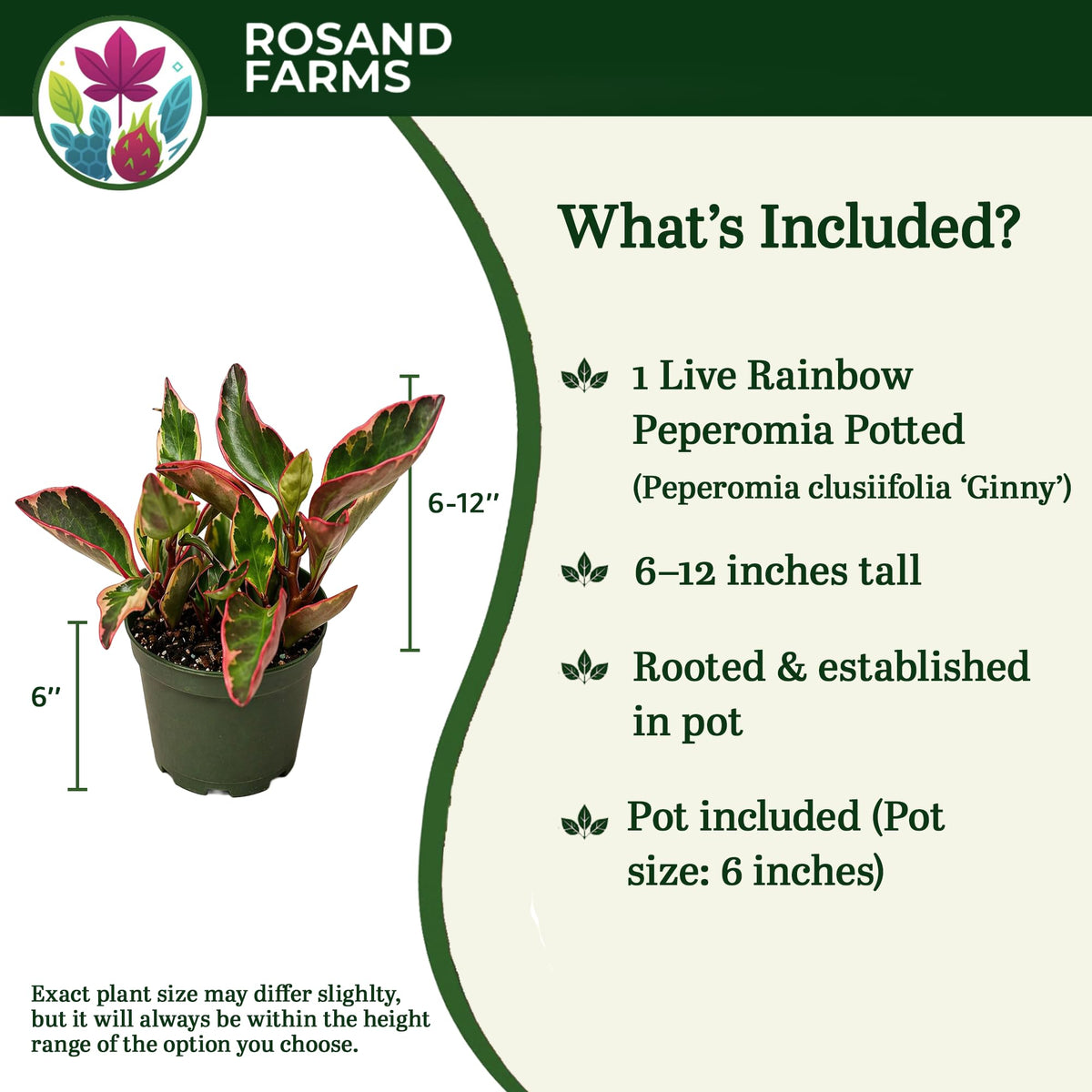 Rosand Farms Peperomia Ginny, Potted Live Indoor Plant, 6-inch Pot