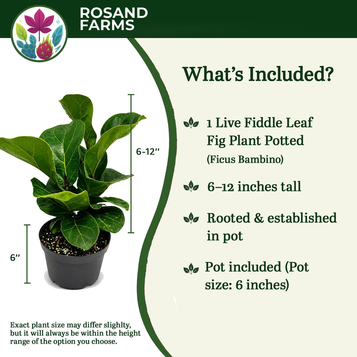 Rosand Farms Live Fiddle Leaf Fig, Ficus lyrata, Indoor Plant, 6-inch Pot