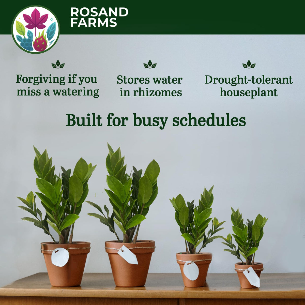Rosand Farms ZZ Plant, Zamioculcas Zamiifolia, 6-inch Pot