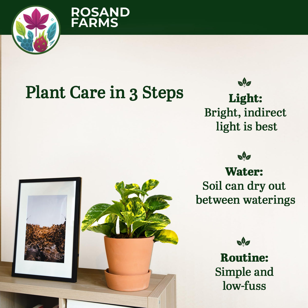 Rosand Farms Peperomia Golden Gate, Indoor Live Plants, 6-inch Pot