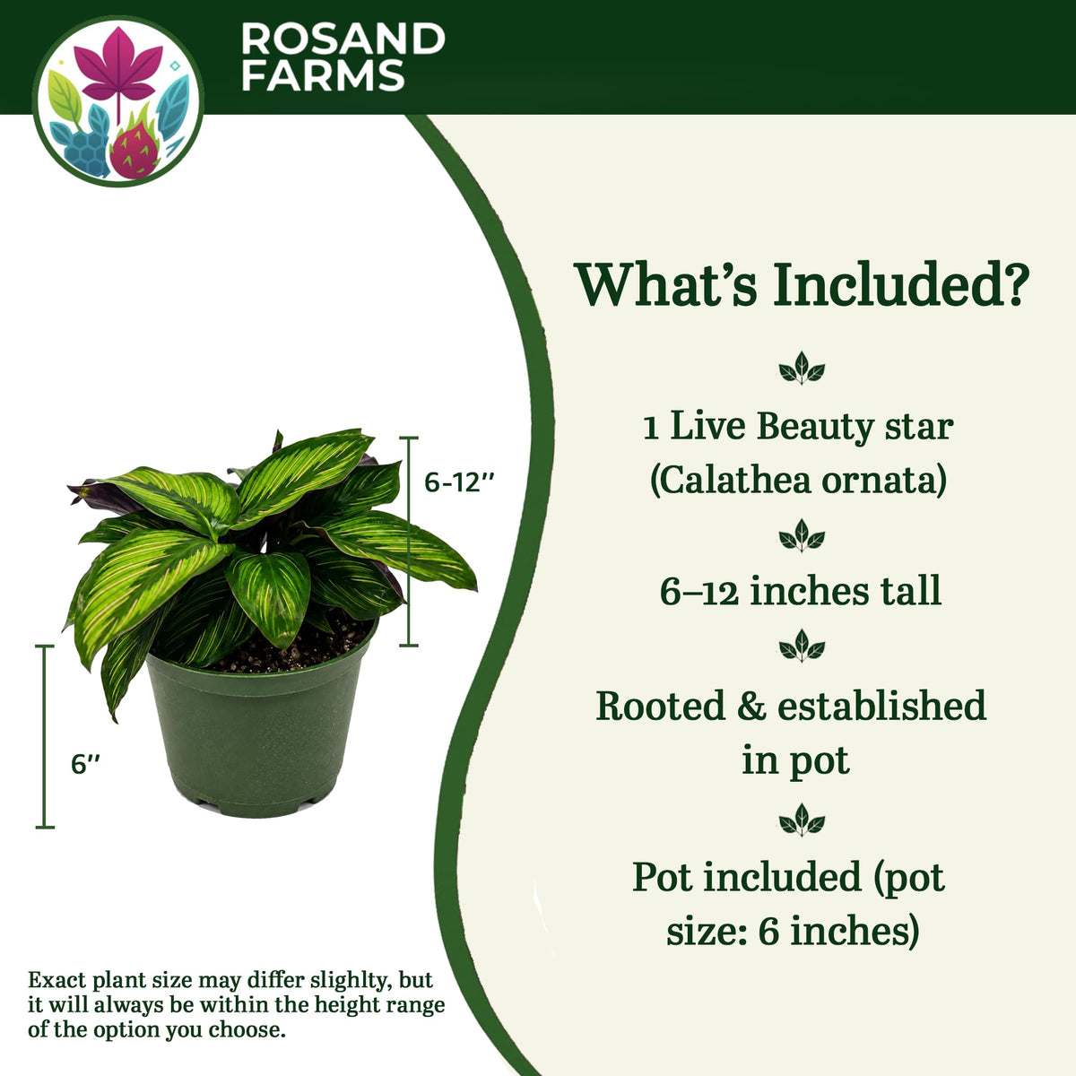 Rosand Farms Calathea Beauty Star, Potted Live Plants Indoor, 6-inch Pot