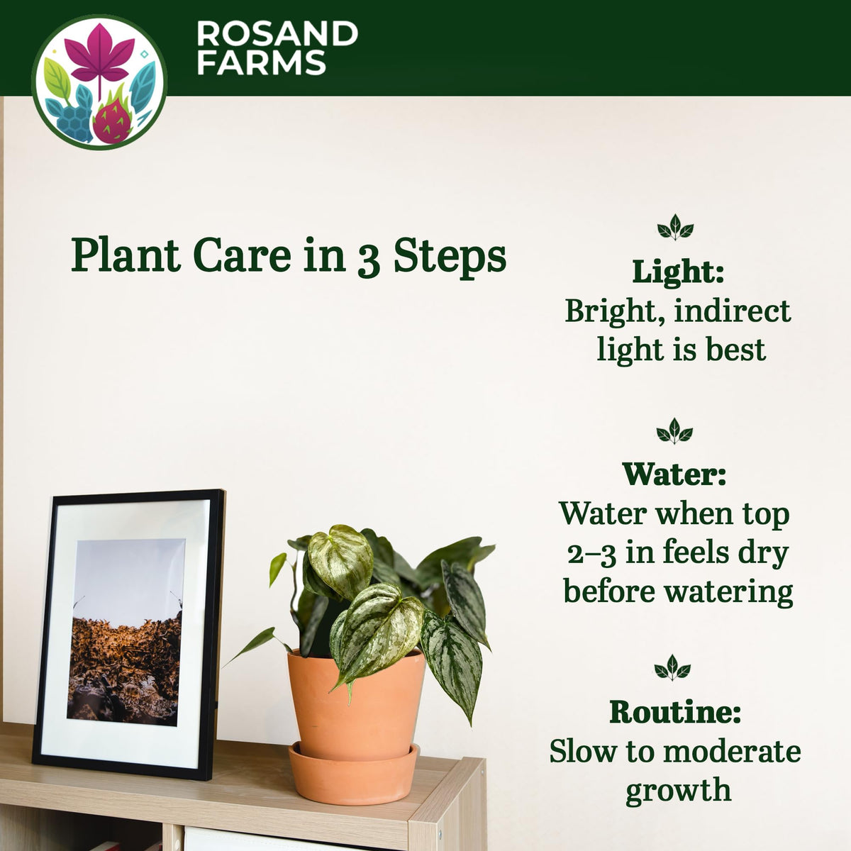 Rosand Farms Philodendron Brandi, Potted Indoor Live Plant, 6-inch Pot