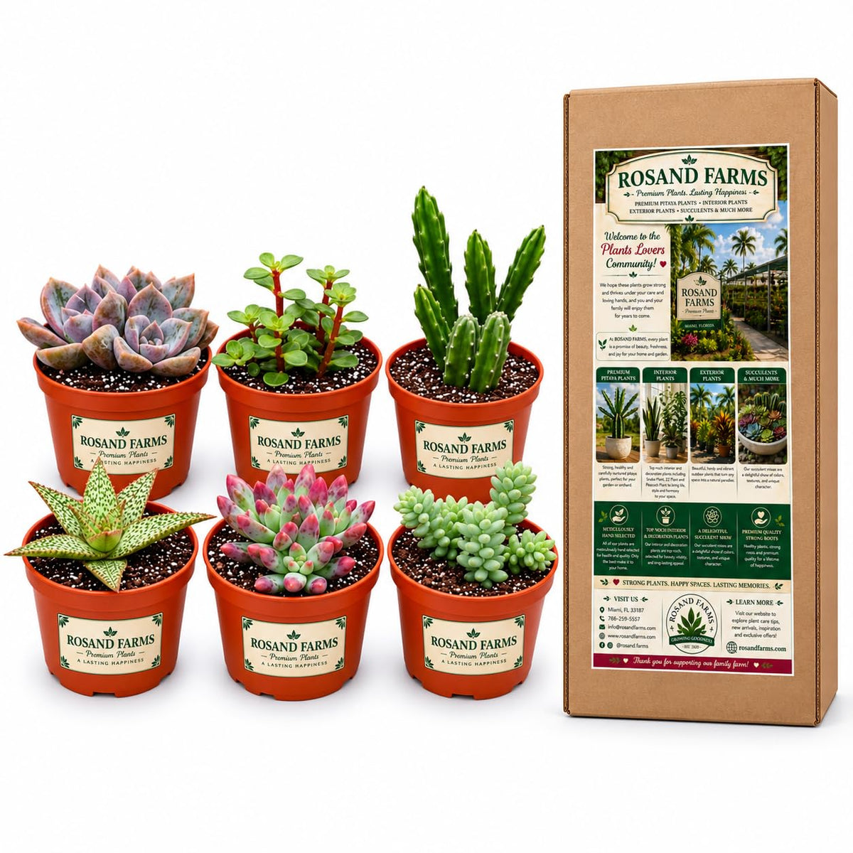 Rosand Farms Live Succulents and Cacti Collection, 6 Count, 4-inch Pots