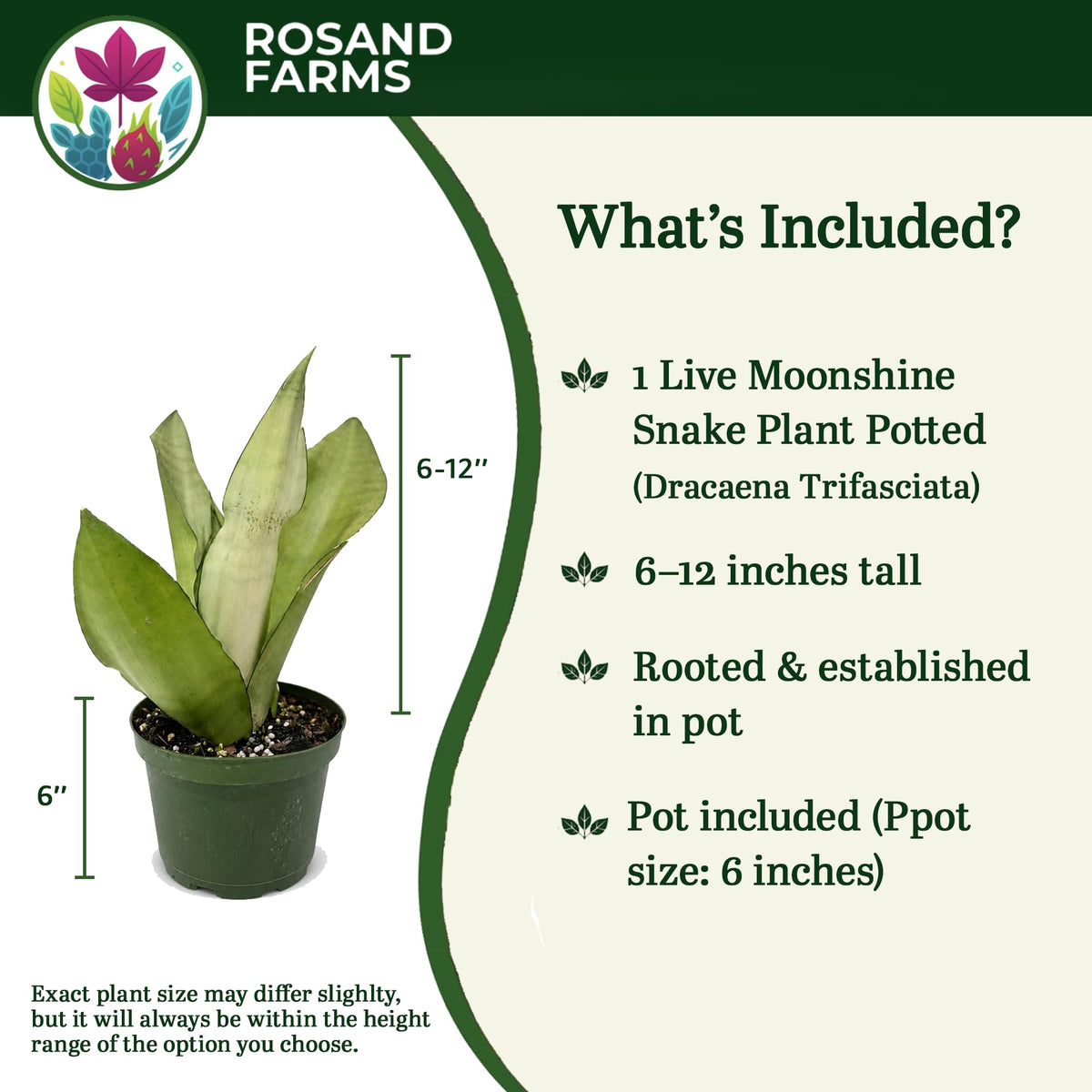 Rosand Farms Live Snake Plant Moonshine, Indoor Live Plant, 6-inch Pot
