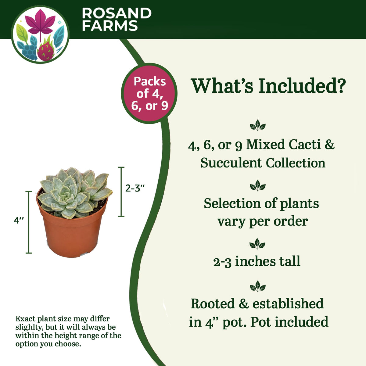Rosand Farms Live Succulents and Cacti Collection, 4 Count, 4-inch Pots