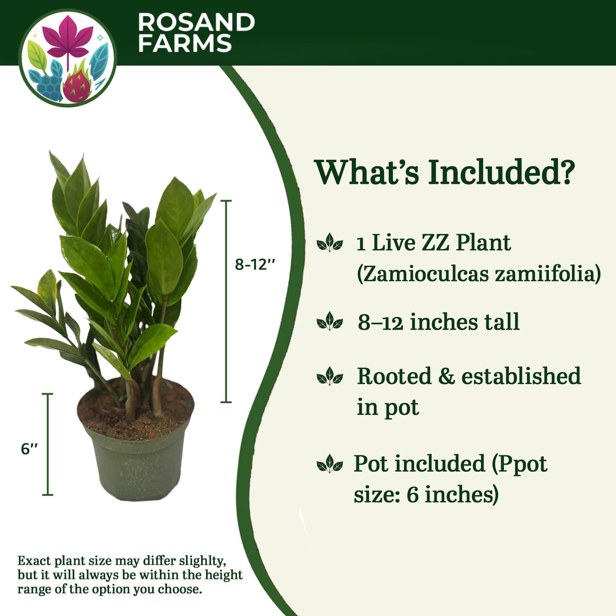 Rosand Farms ZZ Plant, Zamioculcas Zamiifolia, 6-inch Pot