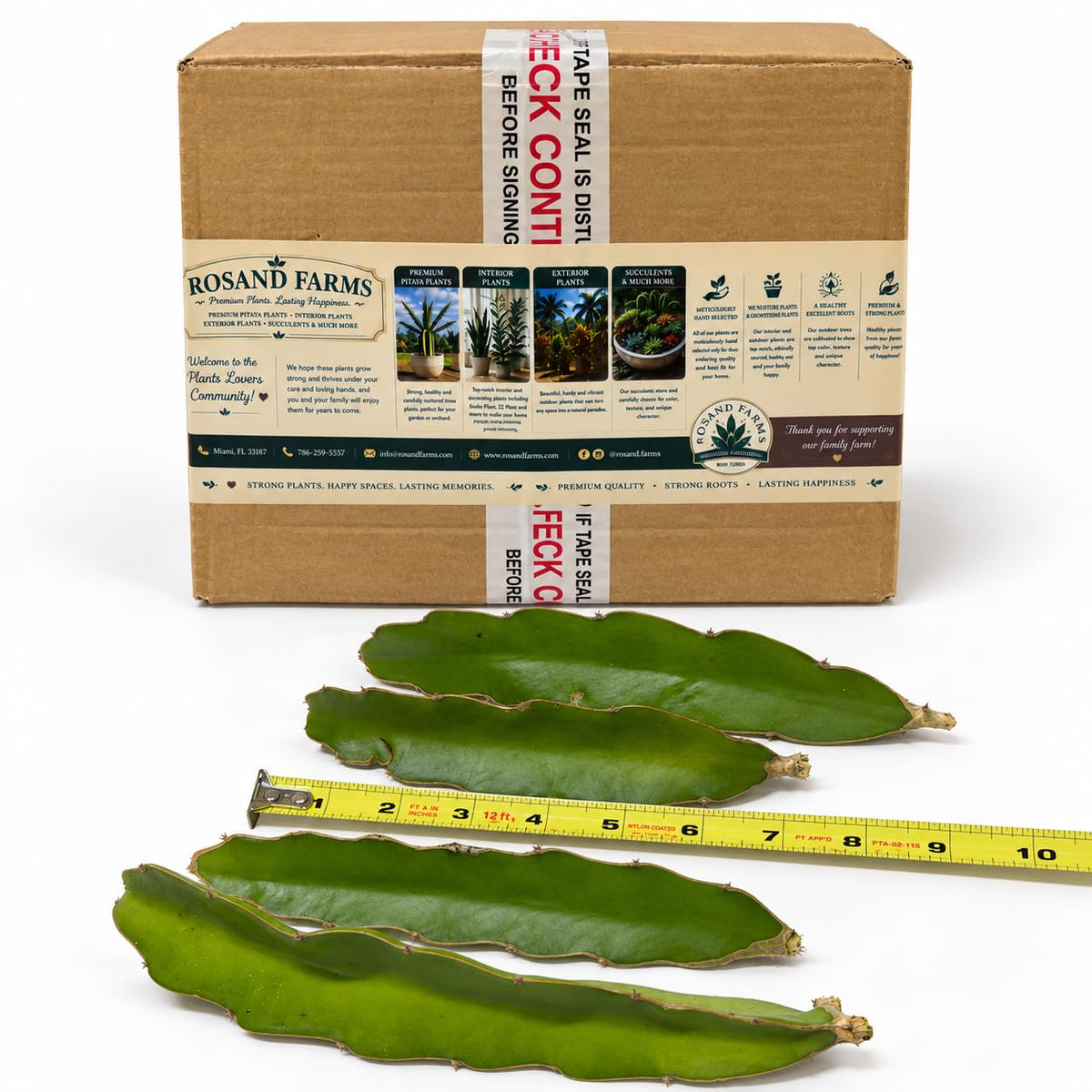 4 Live Baby White Dragon Fruit Cuttings, 6–9 inches