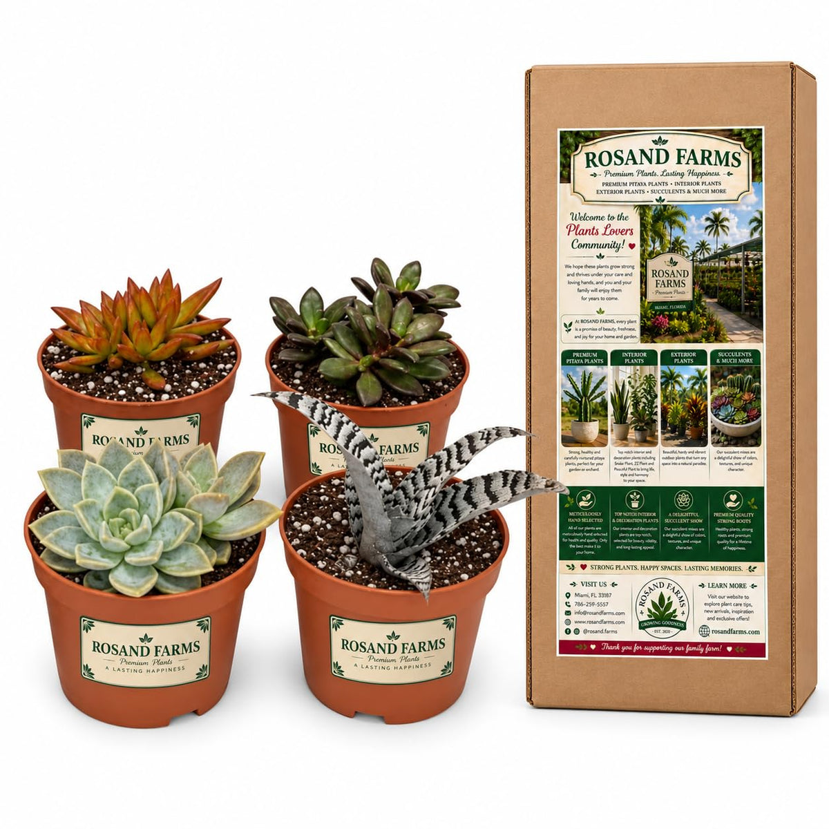 Rosand Farms - Live Succulents - Mixed Collection - Indoor Plants - 4 Count