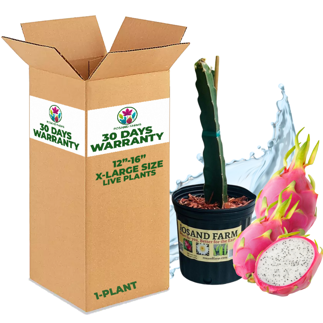 White Dragon Fruit (Pitahaya) – Live Potted Plant 12" to 16" Tall