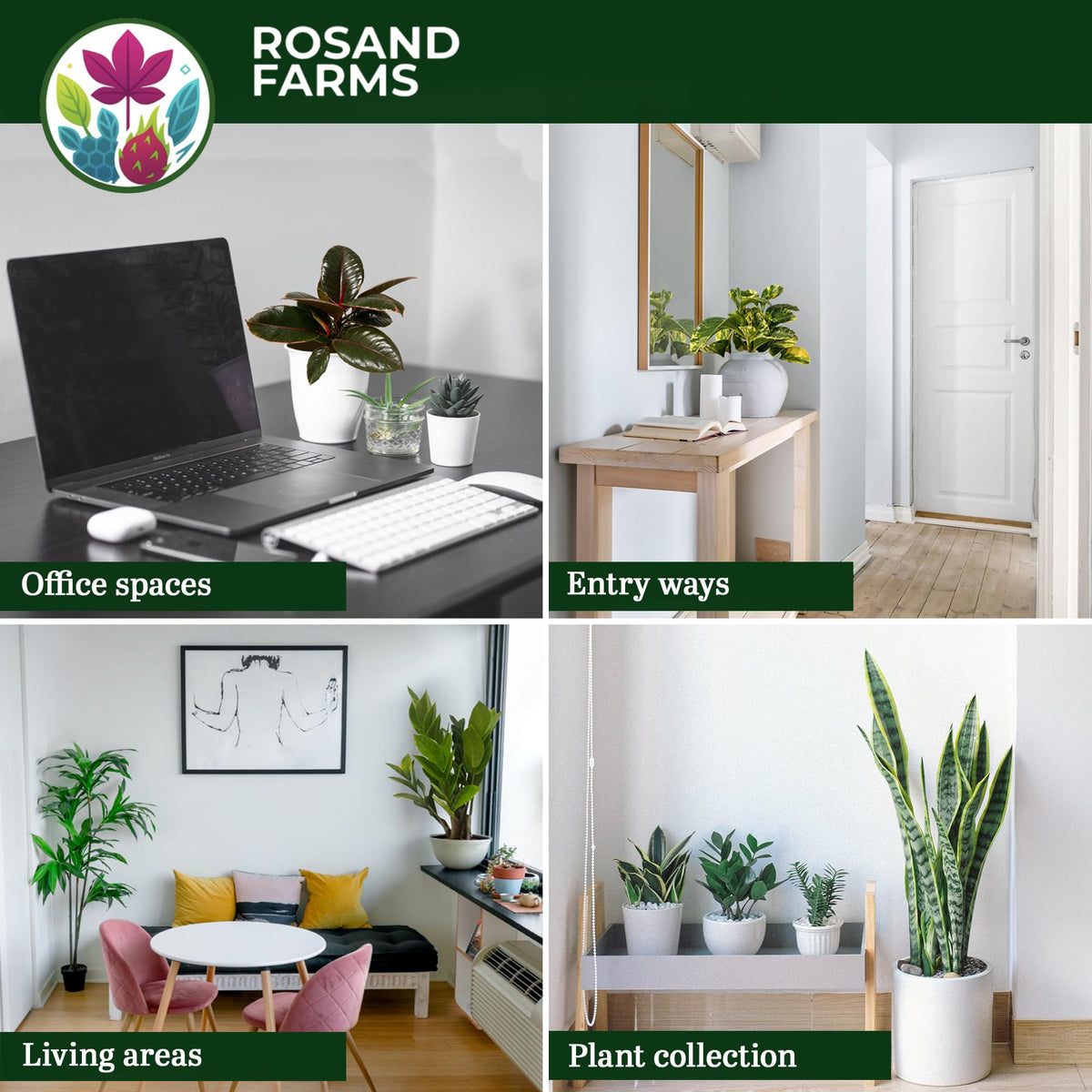 Rosand Farms Peacock Plant Live, Calathea Makoyana, Live Plants, 6-inch Pot