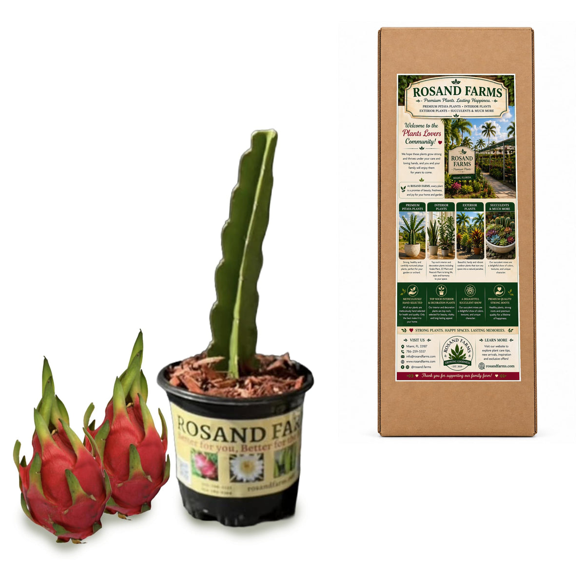 Rosand Farms White Dragon Fruit Live Plant, 8–12 Inches, 6-Inch Pot