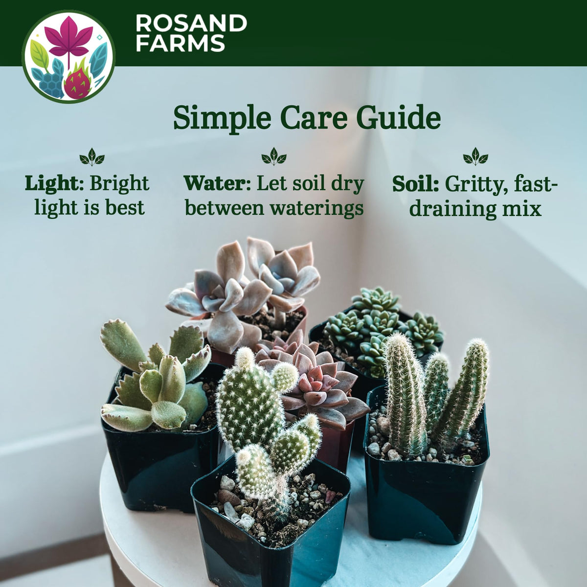 Rosand Farms Live Succulents and Cacti Collection, 4 Count, 4-inch Pots