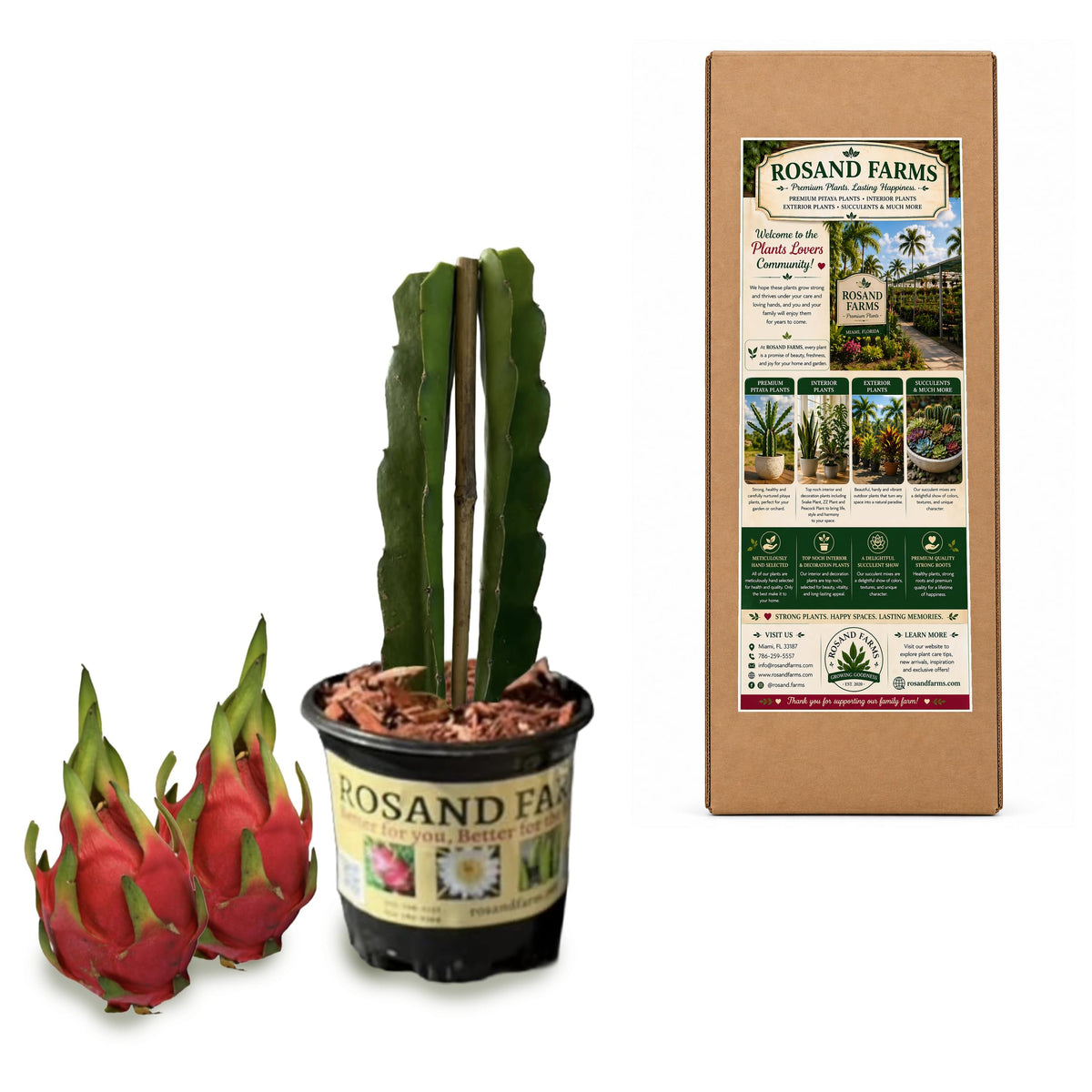 Rosand Farms White Dragon Fruit, 2 Plants, 12–16 Inches, One 6-Inch Pot