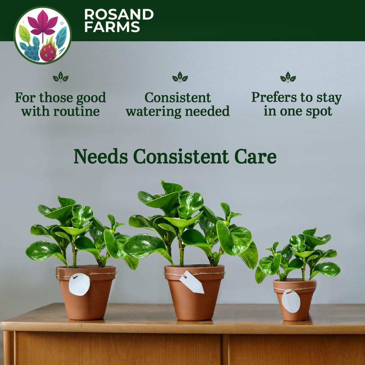 Rosand Farms Ficus Bambino, Dwarf Fiddle Leaf Fig, Live Plant, 6-inch Pot
