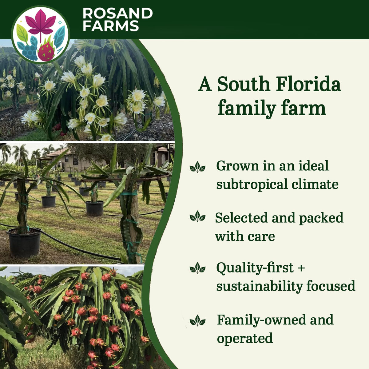 Rosand Farms White Dragon Fruit, 2 Plants, 12–16 Inches, One 6-Inch Pot
