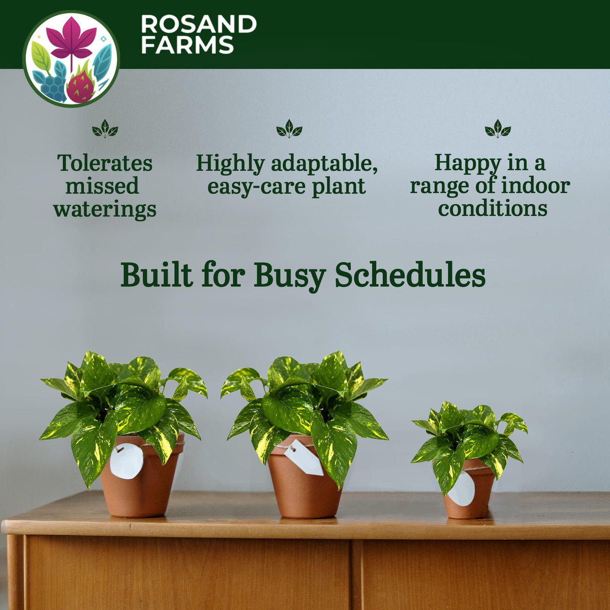 Rosand Farms Pothos Hawaiian, Live Plant Potted, Indoor Plant, 6-inch Pot