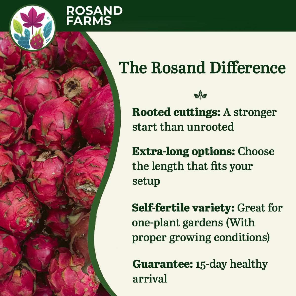 Rosand Farms White Dragon Fruit Rooted Cuttings, 2 Count, 14–18 Inches