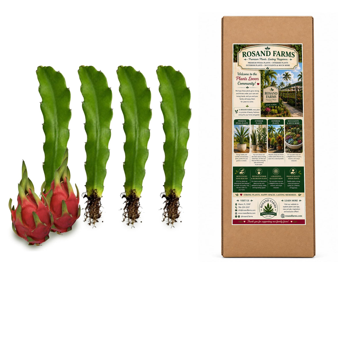 Rosand Farms White Dragon Fruit Rooted Cuttings, 4 Count, 18–24 Inches