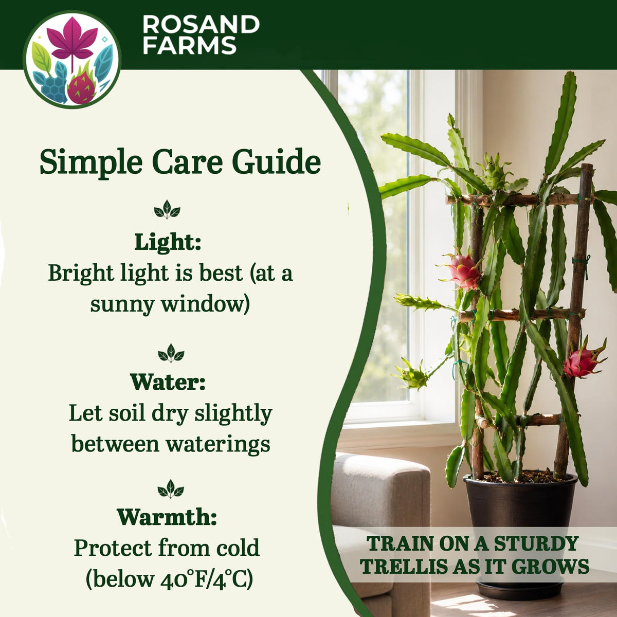 Rosand Farms White Dragon Fruit Live Plant, 8–12 Inches, 6-Inch Pot