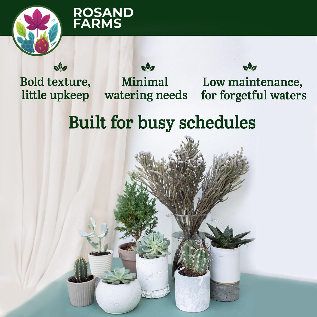 Rosand Farms Live Succulents and Cacti Collection, 4 Count, 4-inch Pots
