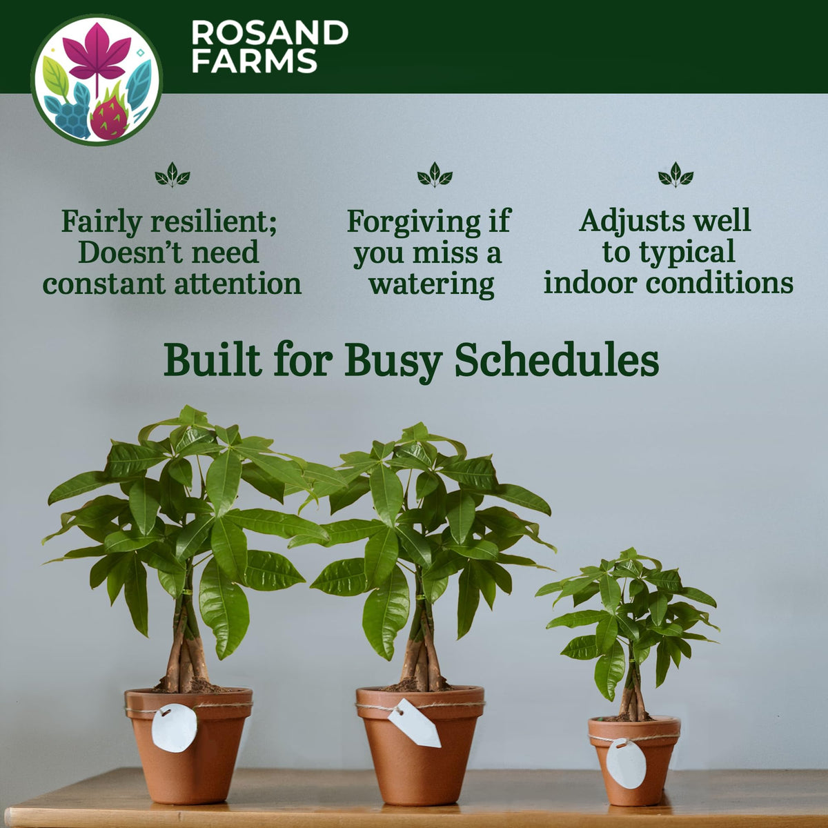 Rosand Farms Money Tree, Pachira Aquatica, Live Plants Potted, 4-inch Pot