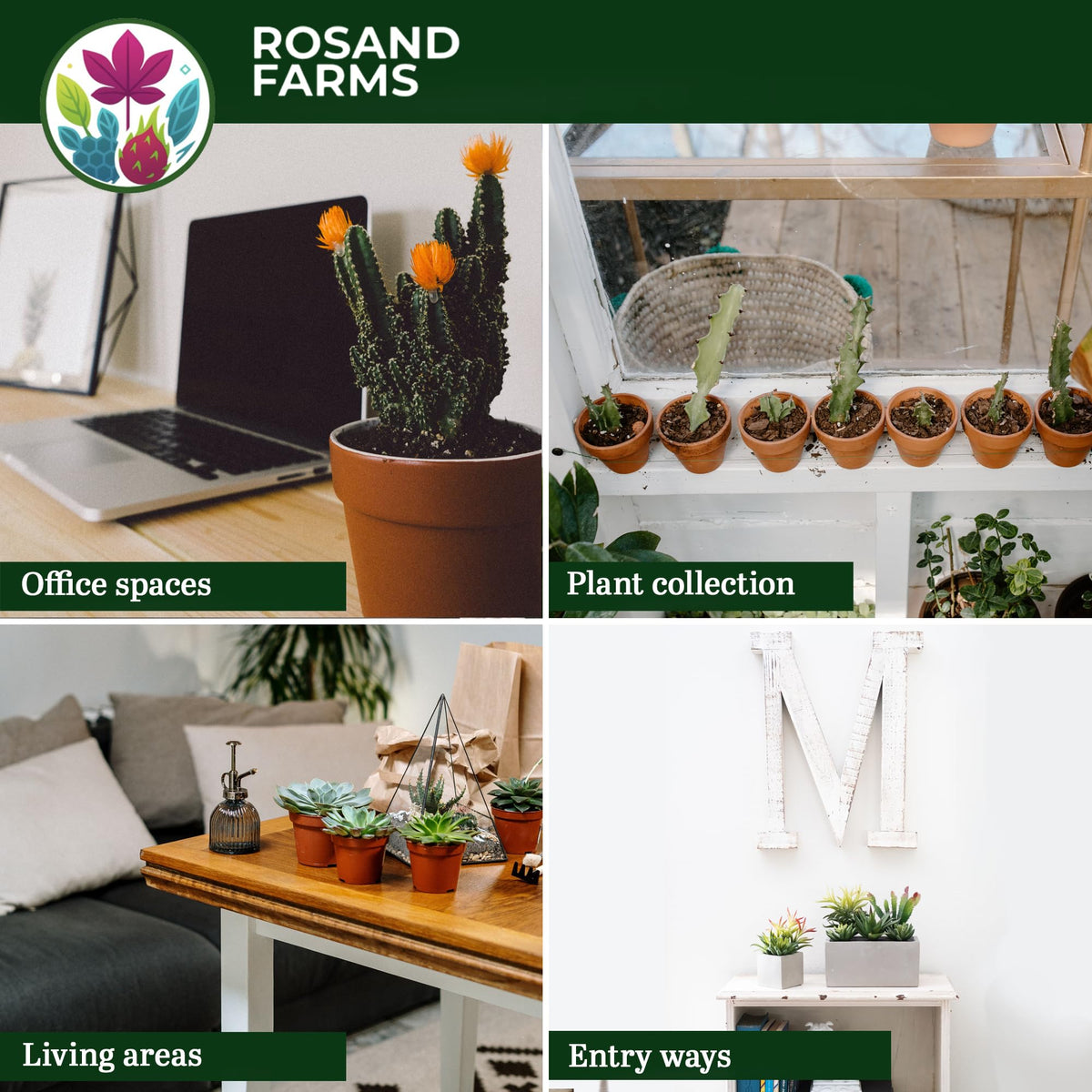 Rosand Farms - Live Succulents - Mixed Collection - Indoor Plants - 4 Count