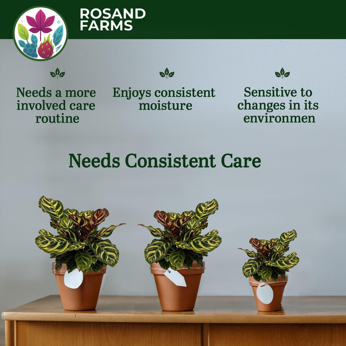 Rosand Farms Peacock Plant Live, Calathea Makoyana, Live Plants, 6-inch Pot