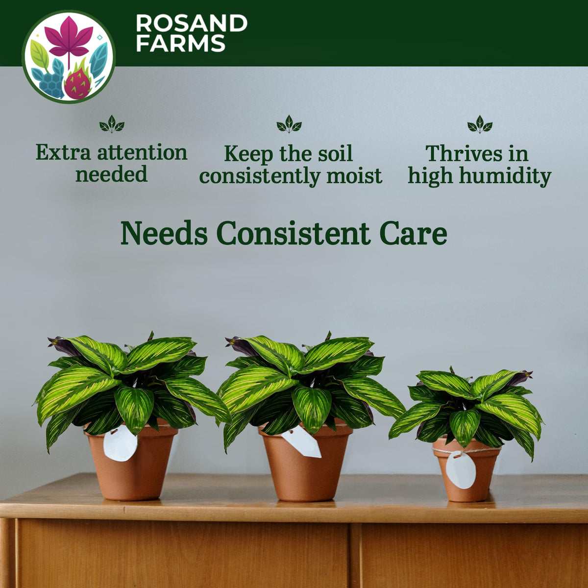 Rosand Farms Calathea Beauty Star, Potted Live Plants Indoor, 6-inch Pot