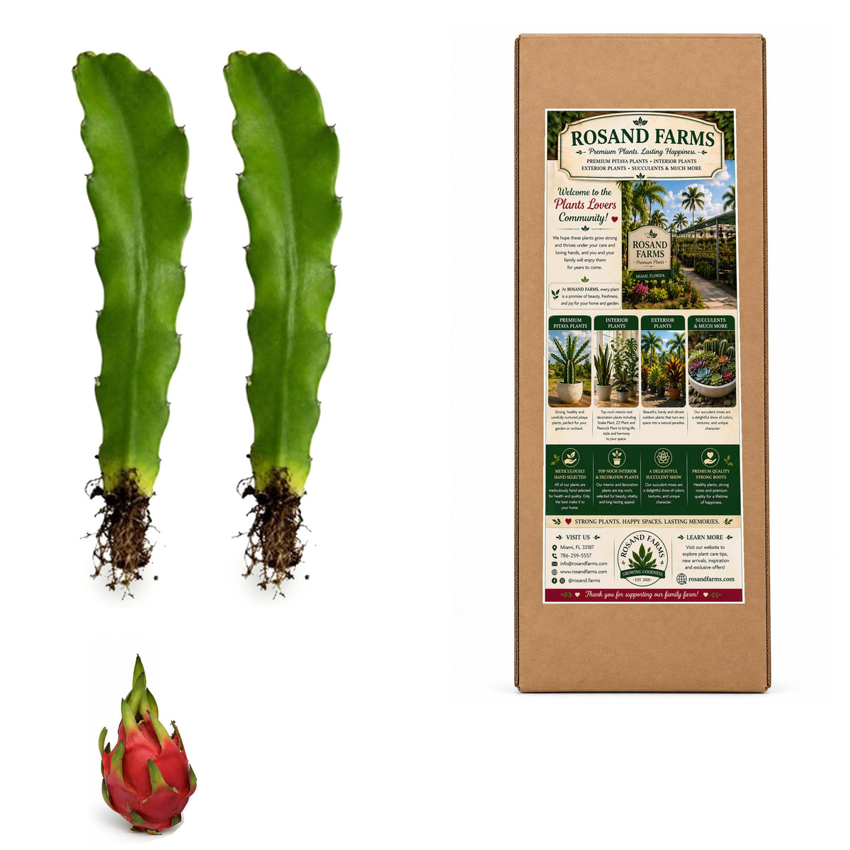 Rosand Farms White Dragon Fruit Rooted Cuttings, 2 Count, 14–18 Inches