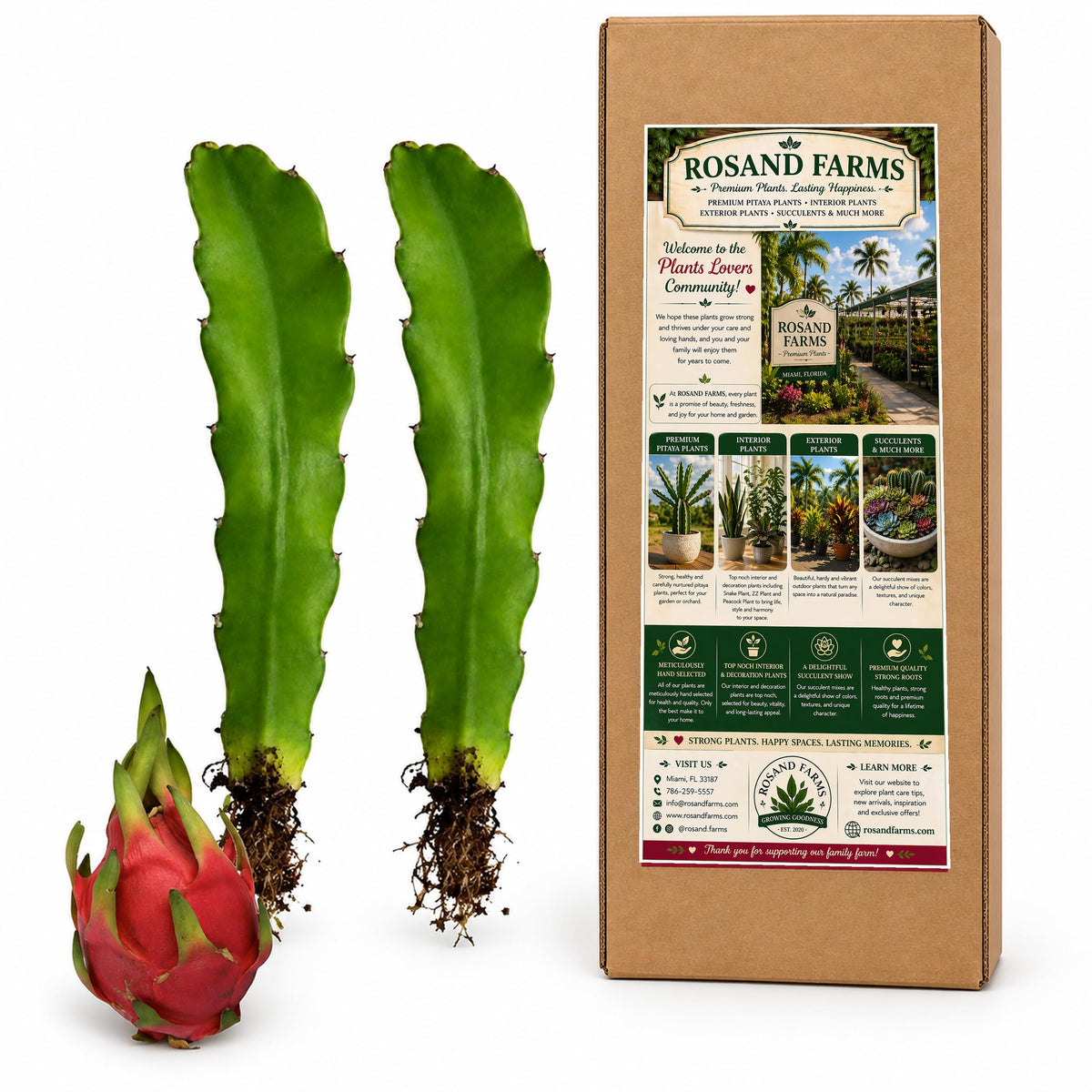 Rosand Farms White Dragon Fruit Rooted Cuttings, 2 Count, 12–14 Inches