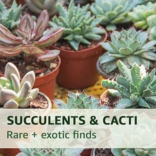 Succulents & Cacti — Rare + exotic finds