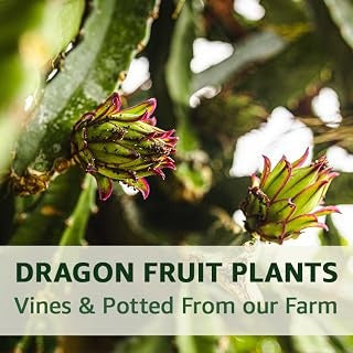Dragon Fruit Plants — Vines & Potted From our Farm