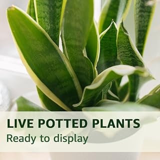 Live Potted Plants — Ready to display